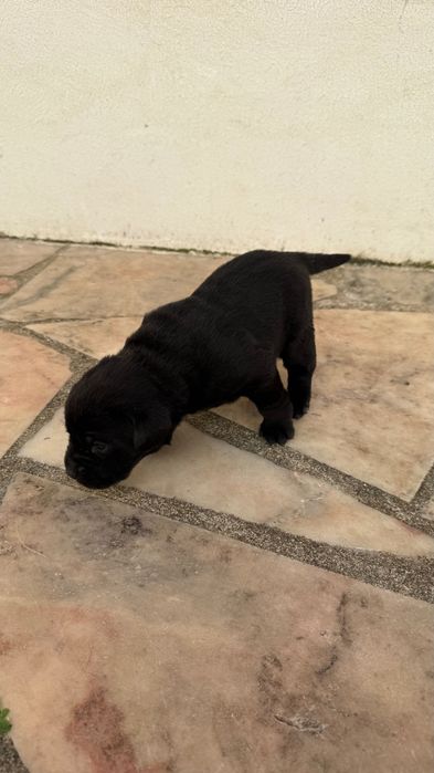 Labrador preto femea com Lop