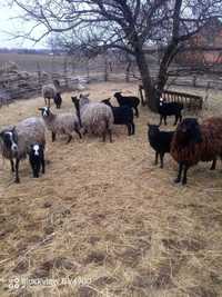 Продам вівці Романівські