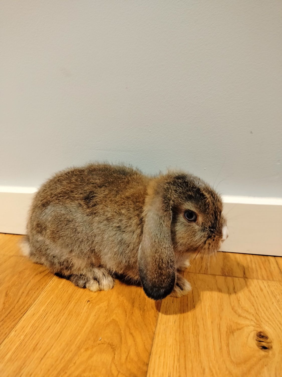 Królik Baranek Mini Lop