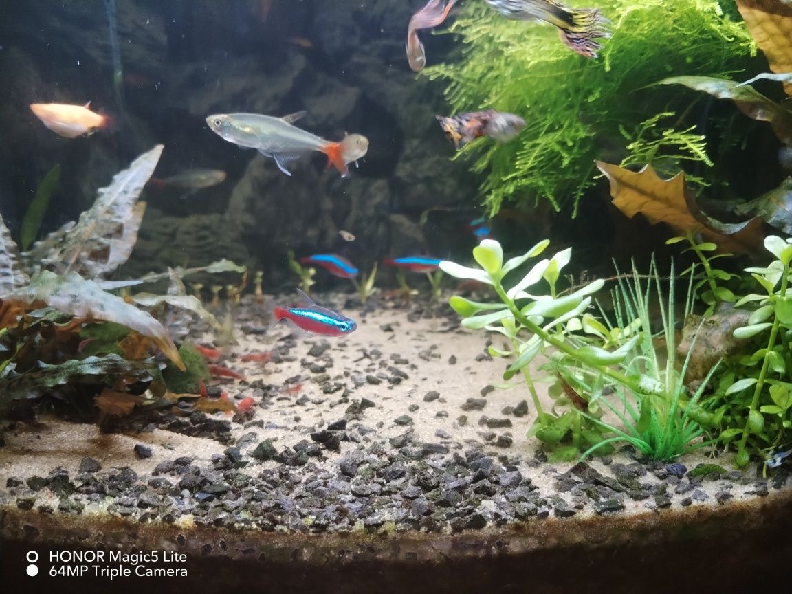Akwarium panoramiczne Aquael 45L. z całym wyposażenieniem i życiem!