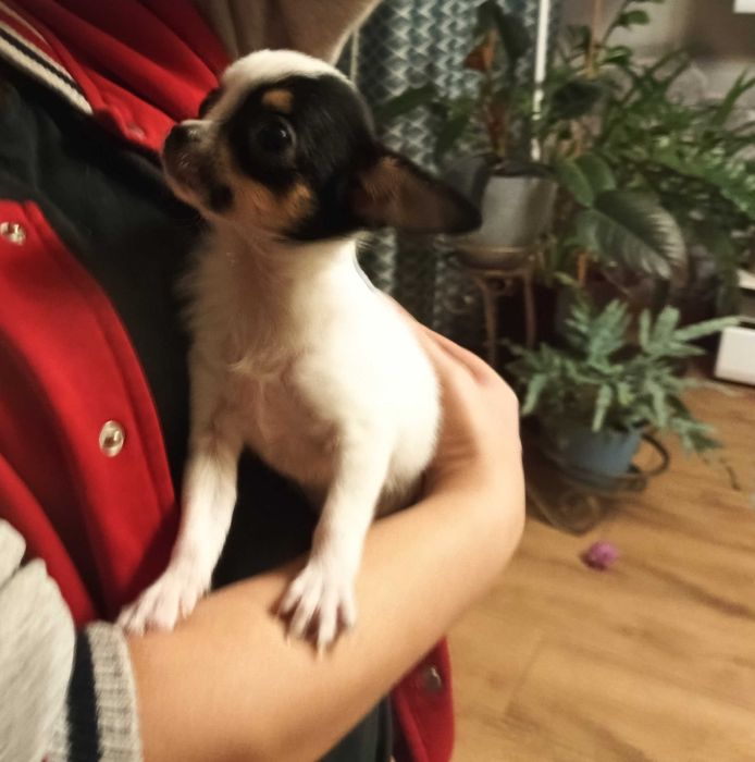 Chihuahua sunia tri color