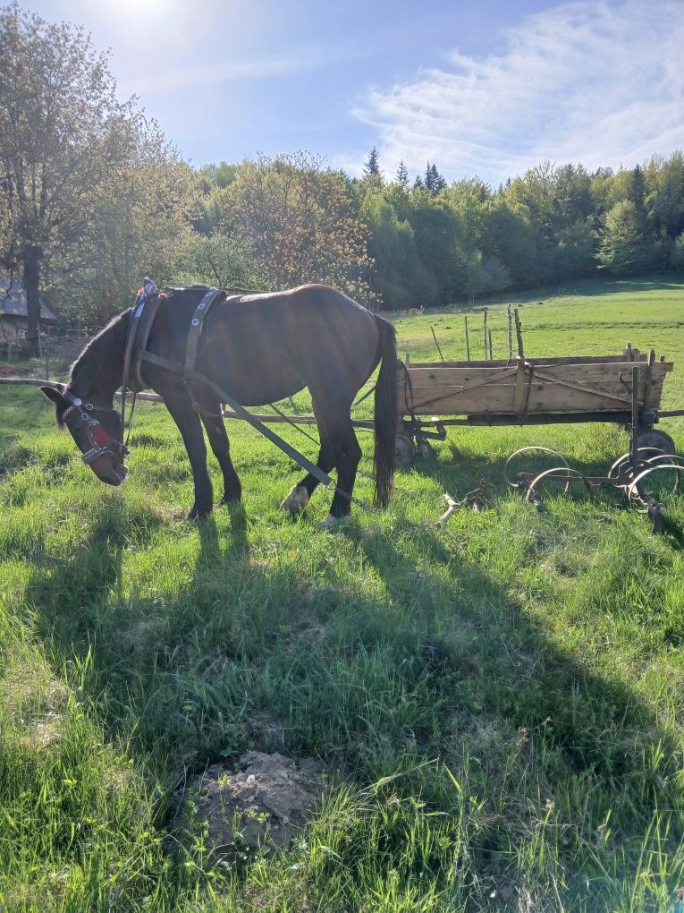 Sprzedam walacha