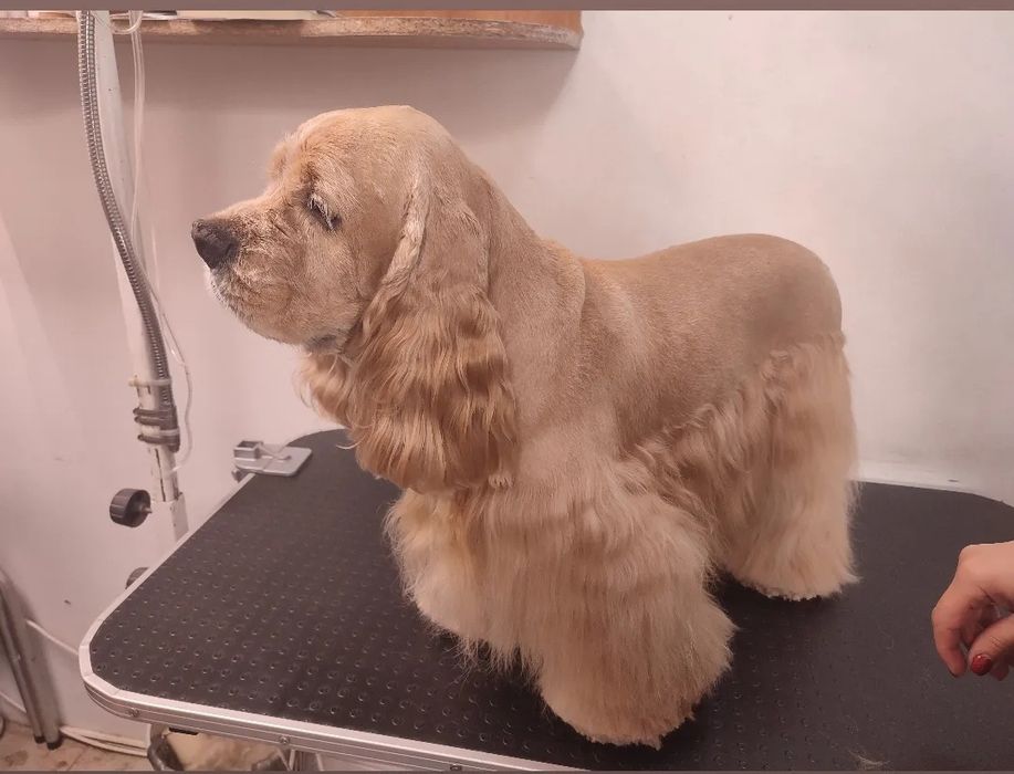 Грумінг | Професійний догляд для ваших улюбленців