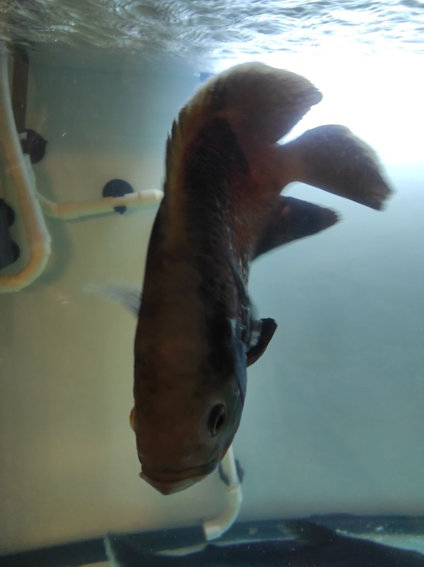 Peixe Oscar bronze