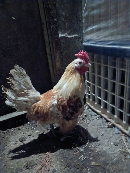 Galo garnizé adulto