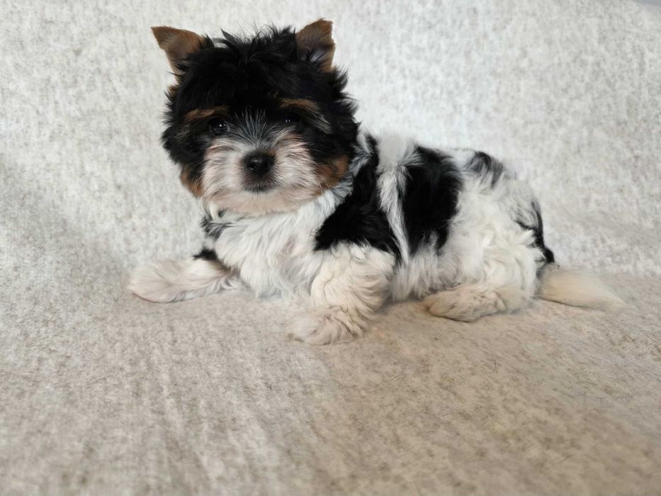 York   Biewer  Yorkshire Terrier  chlopiec w klasycznym umaszczeniu