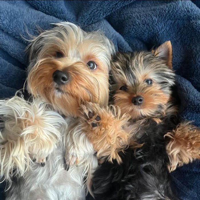 Йорк щенок . 16. 09. 25.