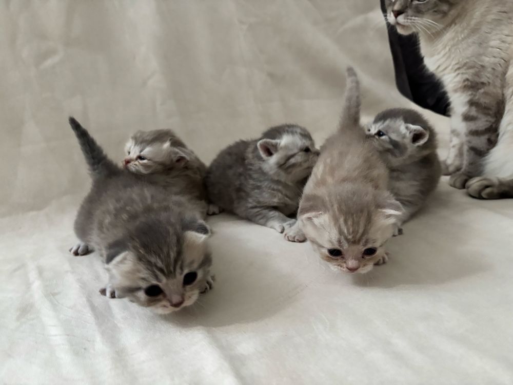 Котята шотландские и Линкс пойнт