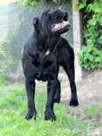 Cane Corso psy obronne