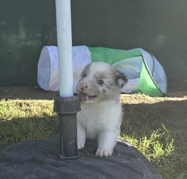 Border collie - piesek po Championie ZKwP