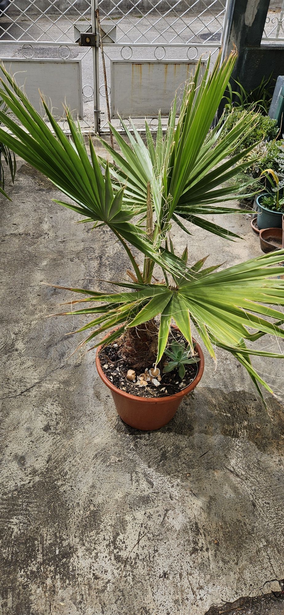 Palmeira criada ao ar livre