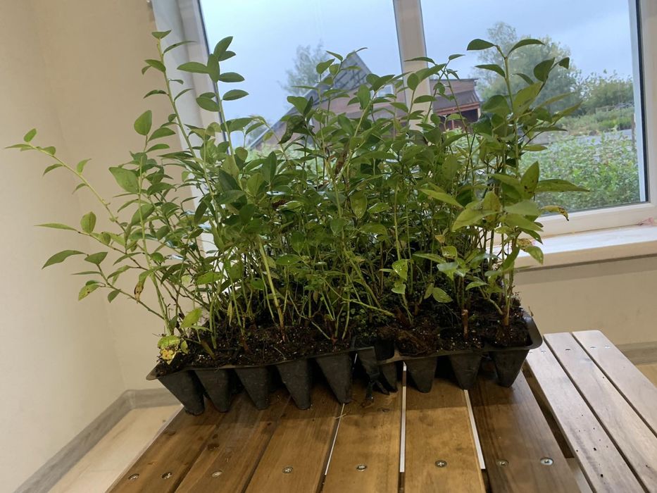 САДЖАНЦІ ЛОХИНИ ОПТОМ (голубика, борувка, чорниця)