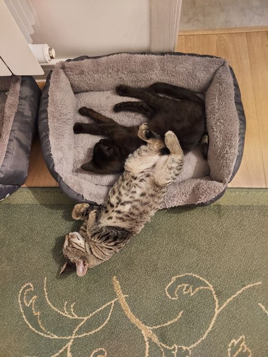 Kotki  oddam za darmo