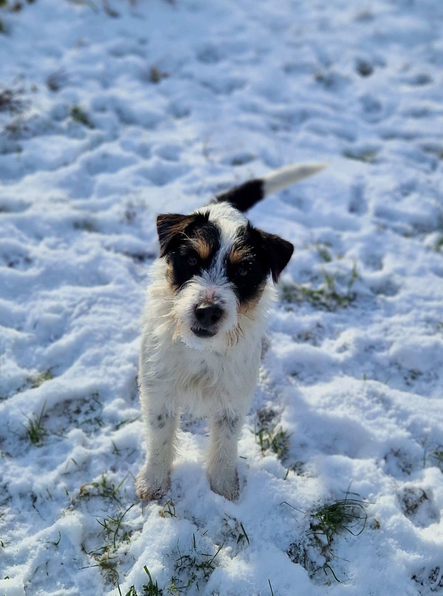 Parson Russell Terrier