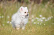 Szpic Miniaturowy Pomeranian - xxs suczka