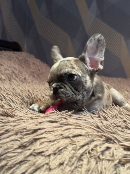 французький бульдог цуценята