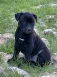 Apbt american pit bull terrier