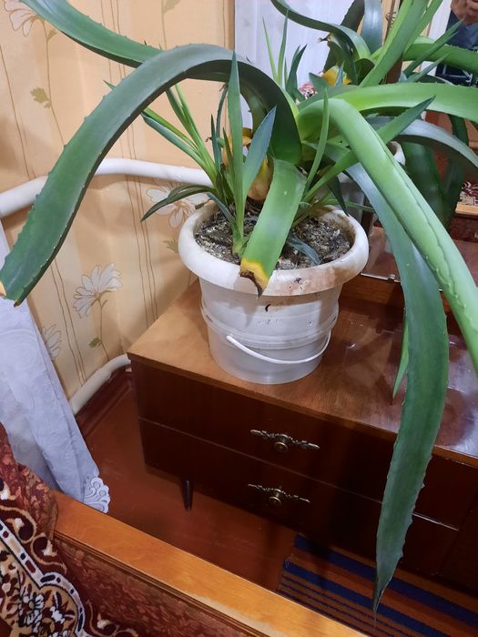 Агава квіти столітник