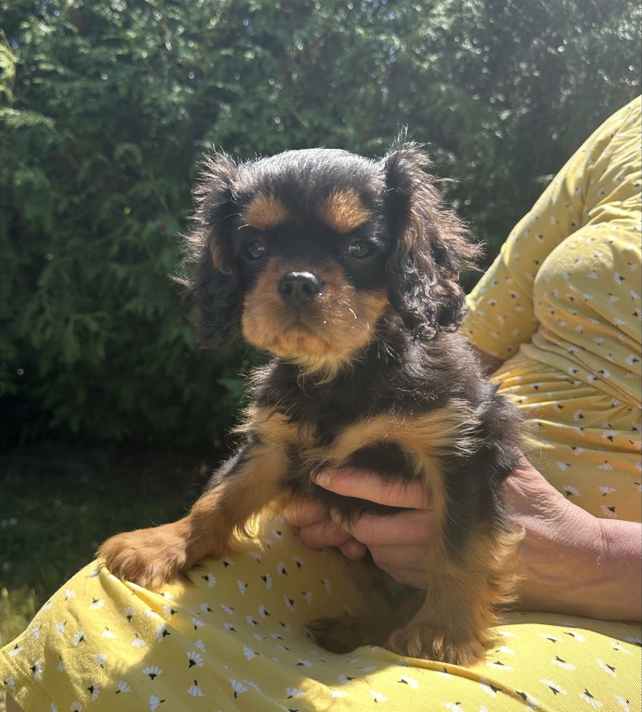 Cavalier King Charles Spaniel- piesek ZKwP