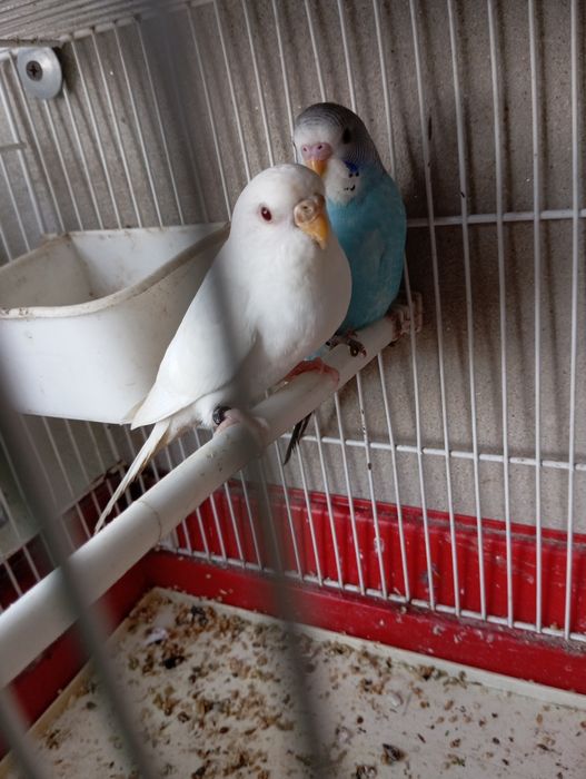 Vendo 2 casais e um macho sozinho ...