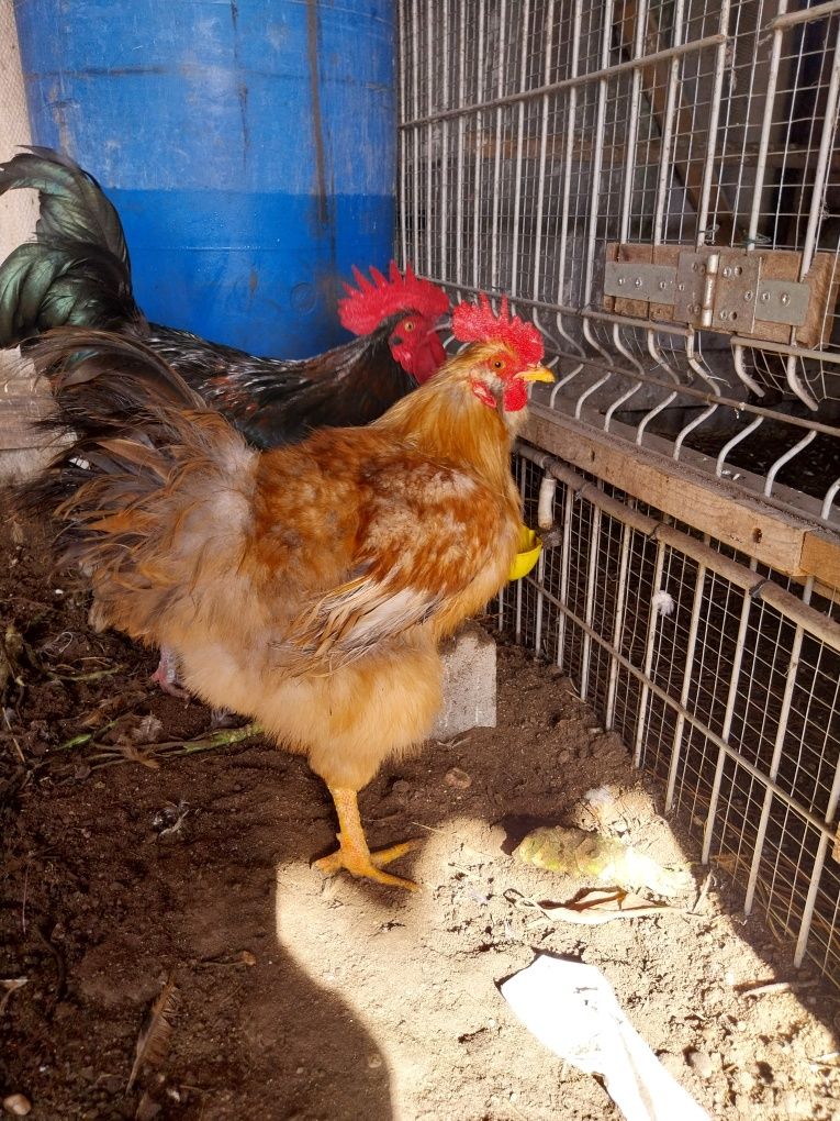 Galos cruzados de sodesos