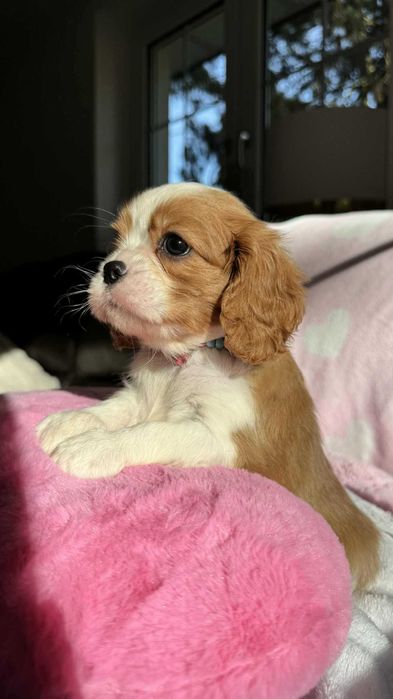Chłopczyk Cavalier King Charles Spaniel z Rodowodem