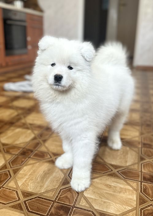 Domowa hodowla wieloletnie doświadczenie, Samoyedy szczenięta FCI