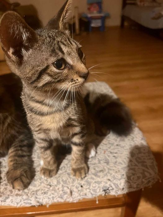 Котеня 3місяці, котопес для душі