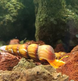 Ślimak Orange Rabbit (Tylomelania sp.)