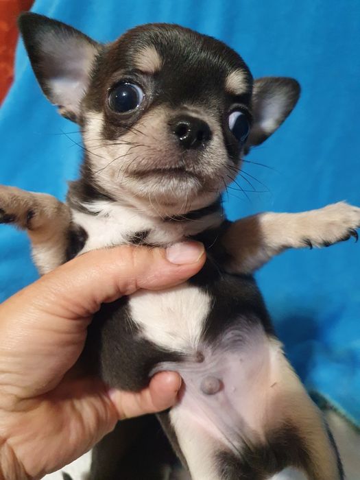 Гладкошерстные братья подпалые