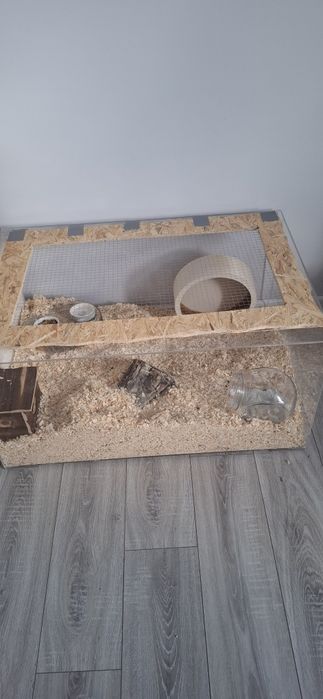 Chomik syryjski z całym wyposażeniem