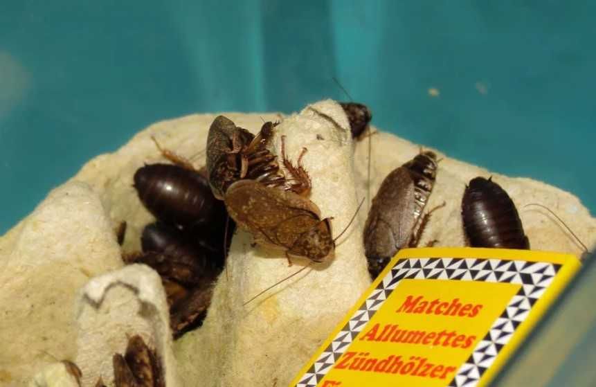 Тараканы мраморные. Живой корм. Целая семья.