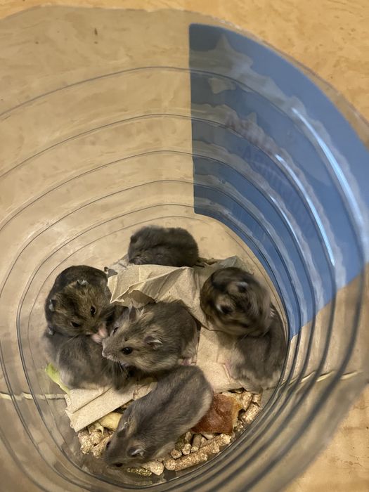 Джунгарики 20 вересня безкоштовно!!