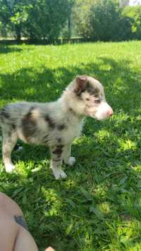Border Collie Red Merle Tricolor (macho)
