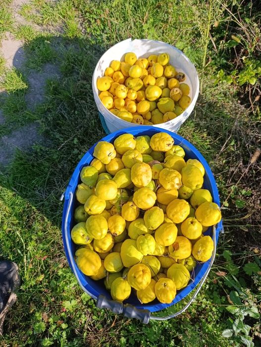 Pigwowiec japoński duże owoce 10 kg eko