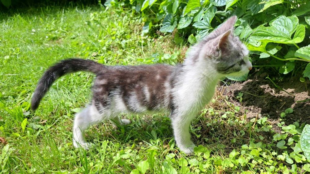 Franuś malutki kotek do adopcji