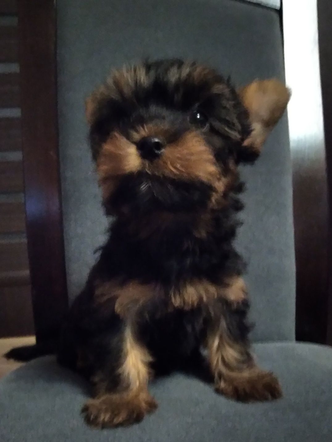 Piesek yorkshire terrier