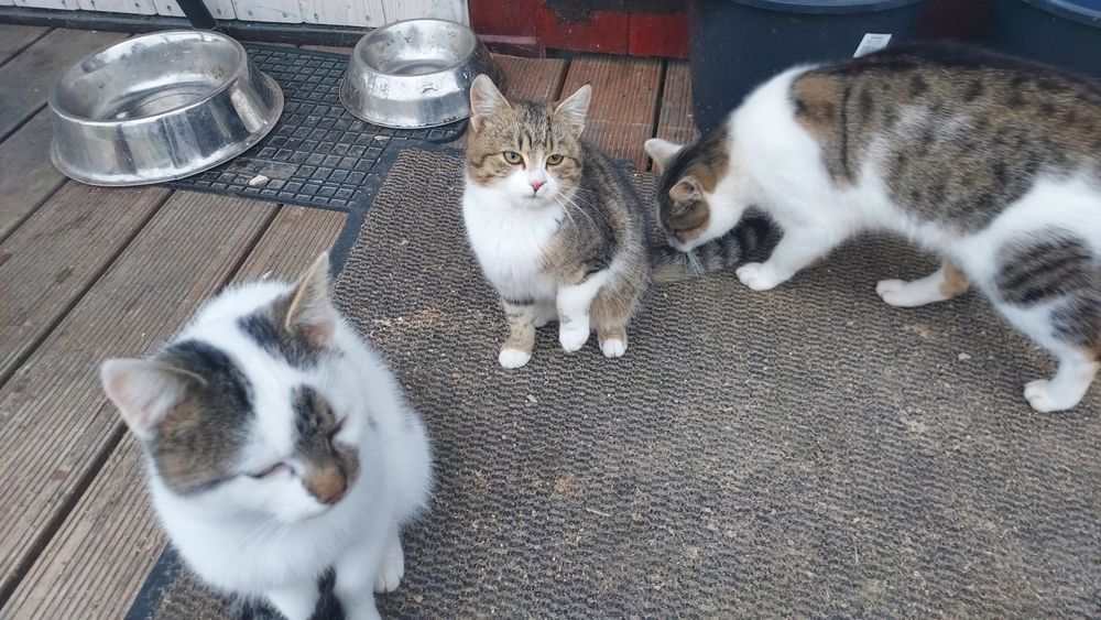 Oddam kotka z maja tego roku.