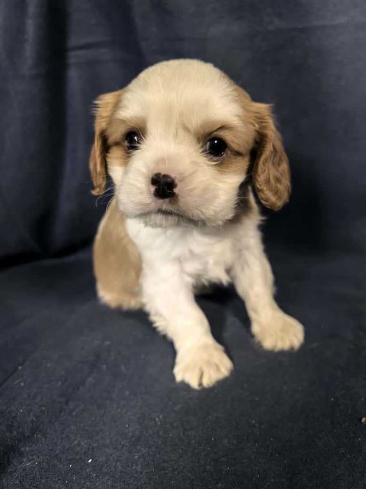 Cavalier King Charles Spaniel