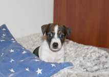 Jack Russell Terrier suczka FREYA.