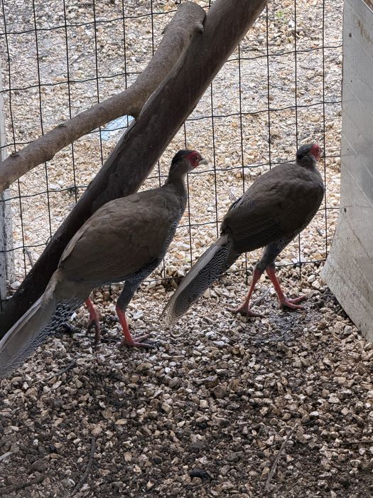 Machos de faisoes prateados