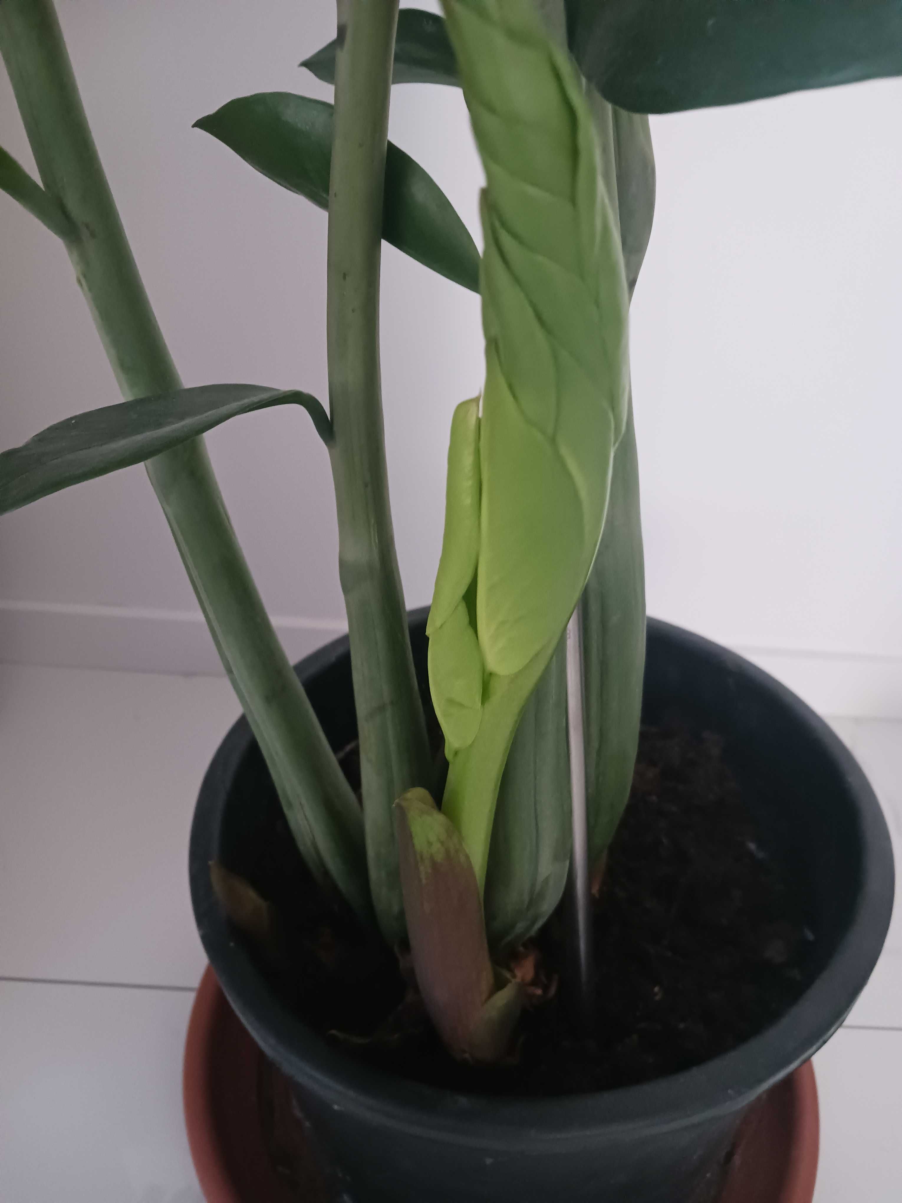 Epipremum, zamiokulkas zamiolistny - nowe sadzonki
