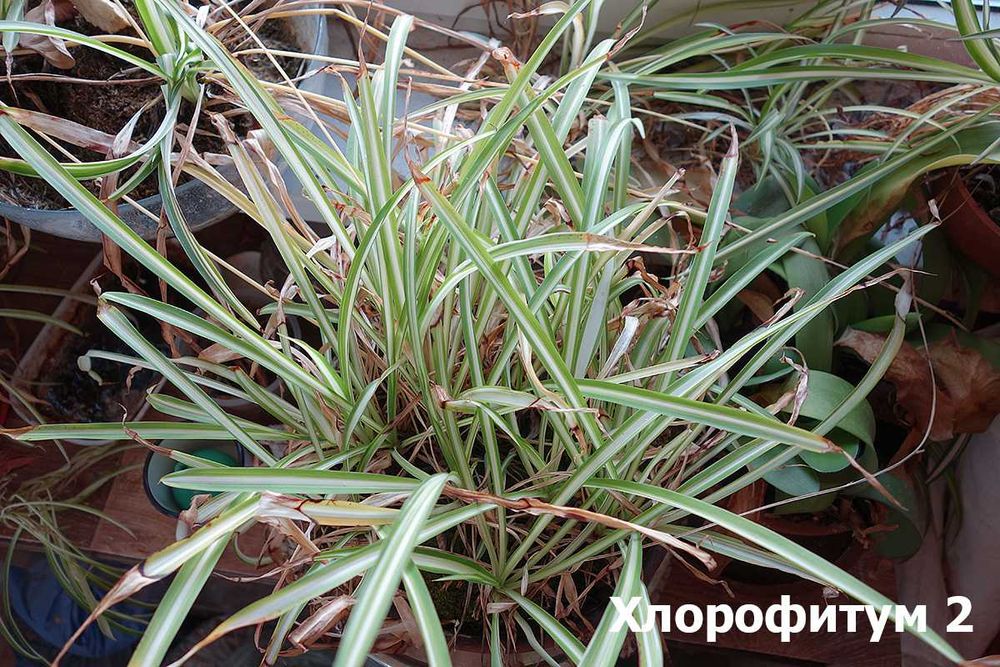 ХЛОРОФИТУМ, взрослый и рассада ОПТОМ