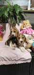 Śliczna suczka rasy Beagle