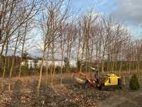 Klon pospolity obw 20-40cm wysokosc 4-7m duże drzewa