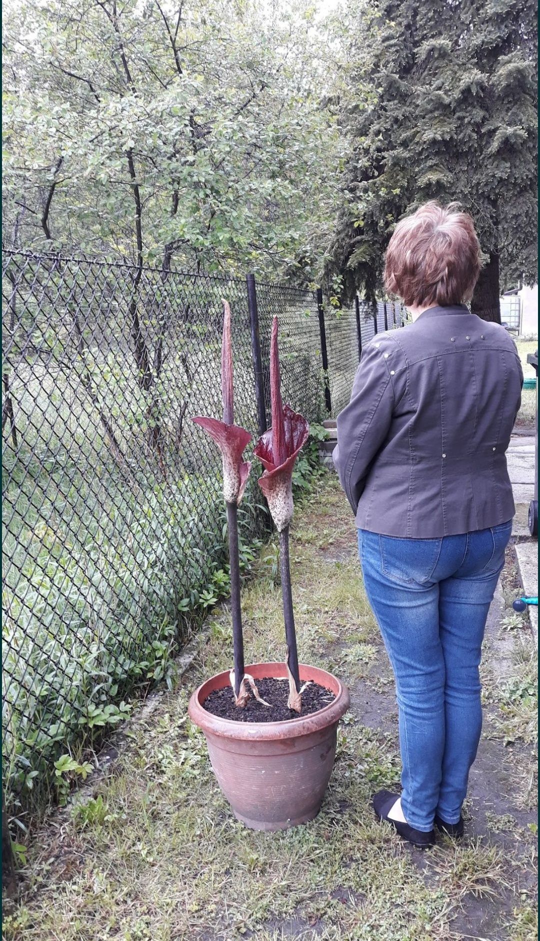 Diabelski jęzor ma 5-lat, Amorphophallus rivieri