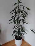 Dracena wysokość około 250cm. Transport