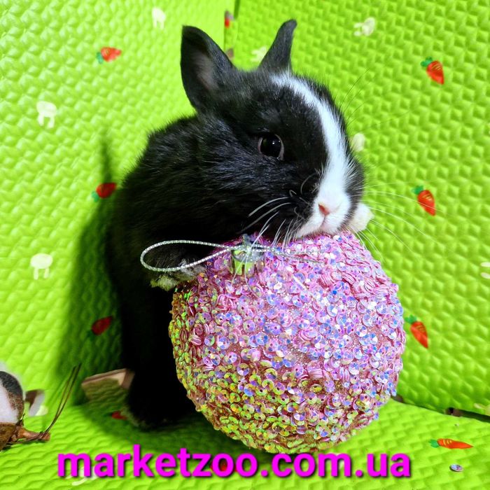 Дуже гарнюній нідерландський малюк