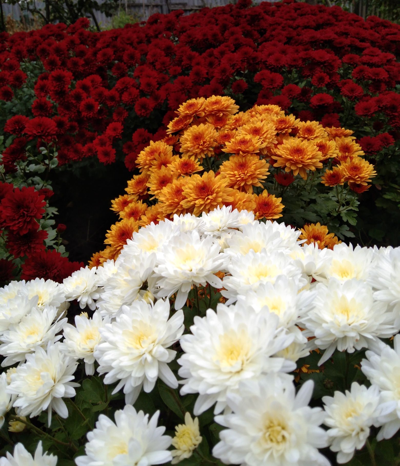 Продам вкорінені черенки хризантем в наборі із 10 різних кольорів