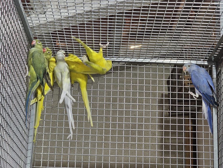 Ring neck 2025 sexados